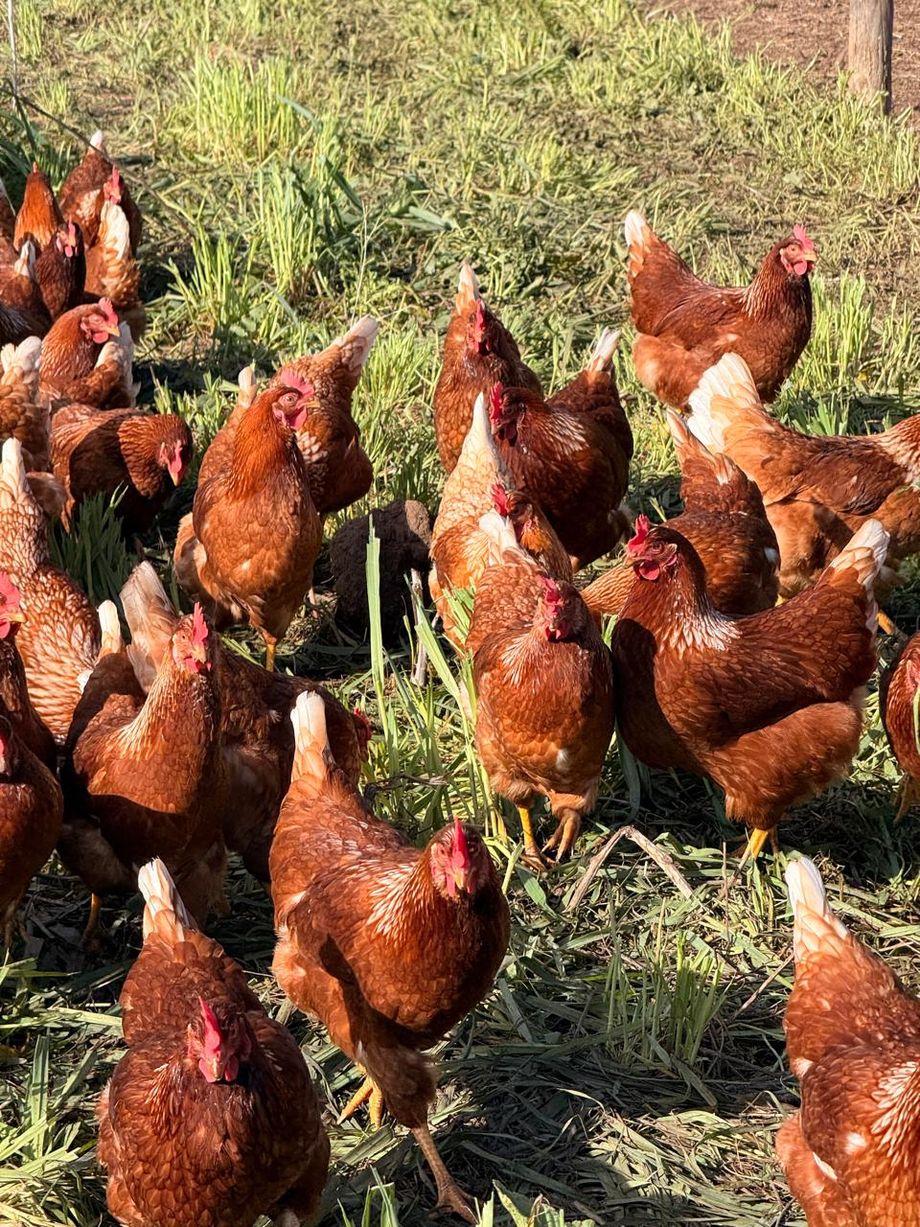 Gallinas Don Gallo pastoreando en el campo