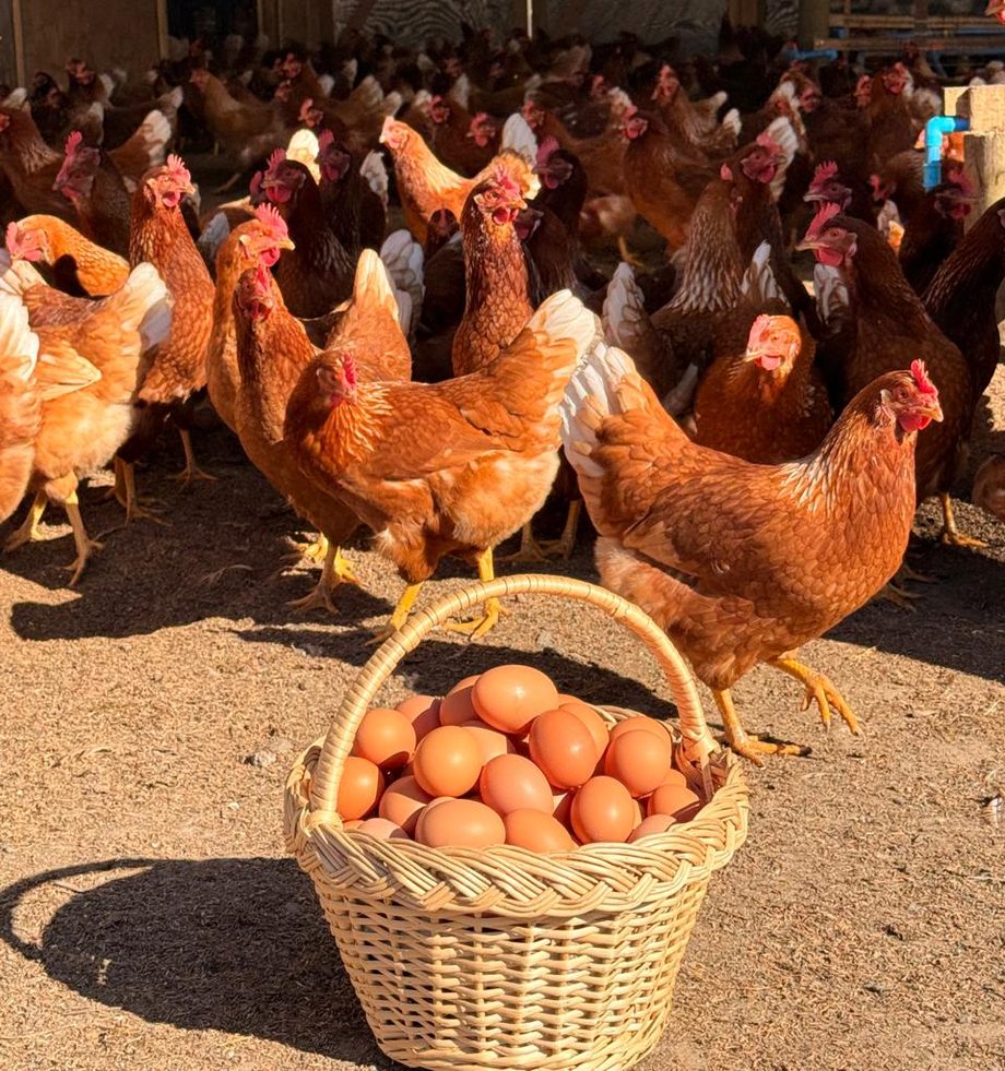 Canasto lleno de huevos frescos Don Gallo